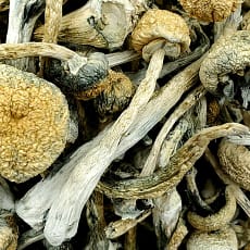 White Burma Magic Mushrooms