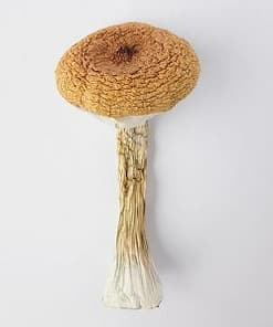 BLUE MEANIE MAGIC MUSHROOMS