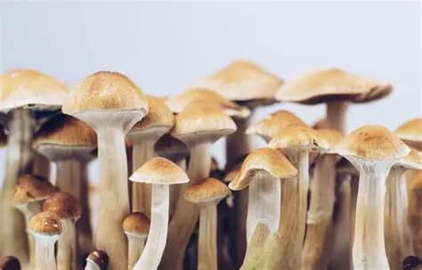 A Handbook to Cautiously Acquiring Organic Magic Mushrooms Online in Warman
