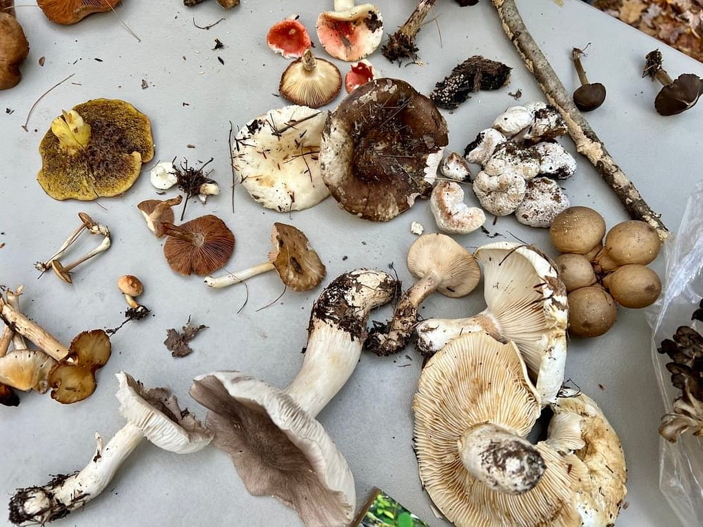 Discovering Psilocybin: A Manual to Responsibly Purchasing Organic Magic Mushrooms Online in Merritt